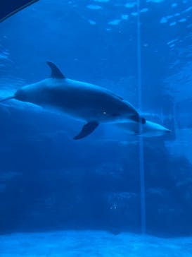 名古屋港水族館に投稿された画像（2021/11/14）