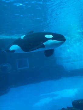 名古屋港水族館に投稿された画像（2021/11/14）