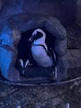 サンシャイン水族館に投稿された画像（2021/11/14）