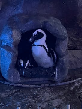 サンシャイン水族館に投稿された画像（2021/11/14）