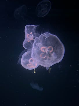 サンシャイン水族館に投稿された画像（2021/11/14）