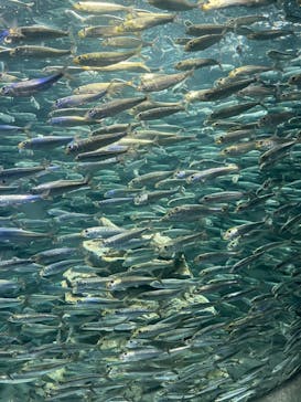 サンシャイン水族館に投稿された画像（2021/11/14）