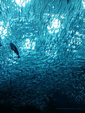 上越市立水族博物館 うみがたりに投稿された画像（2021/11/14）