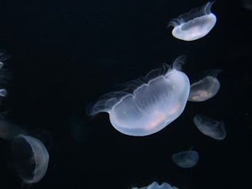 サンシャイン水族館に投稿された画像（2021/11/14）