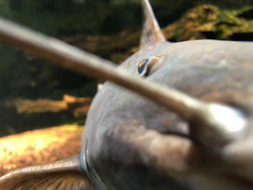 サンシャイン水族館に投稿された画像（2021/11/14）