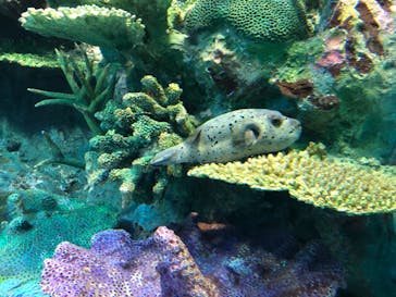 サンシャイン水族館に投稿された画像（2021/11/14）