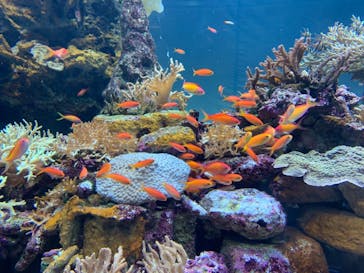 サンシャイン水族館に投稿された画像（2021/11/14）