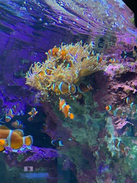 サンシャイン水族館に投稿された画像（2021/11/14）