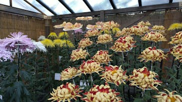 三溪園に投稿された画像（2021/11/14）