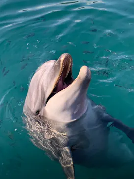 うみたま体験パーク 「つくみイルカ島」に投稿された画像（2021/11/14）