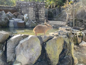 伊豆シャボテン動物公園に投稿された画像（2021/11/14）