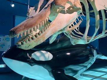 名古屋港水族館に投稿された画像（2021/11/14）