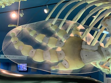 名古屋港水族館に投稿された画像（2021/11/14）