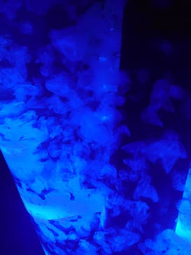 マクセル アクアパーク品川に投稿された画像（2021/11/14）