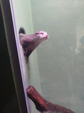 マクセル アクアパーク品川に投稿された画像（2021/11/14）