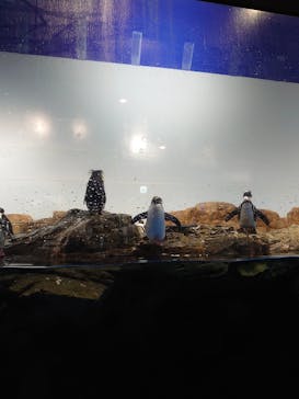 マクセル アクアパーク品川に投稿された画像（2021/11/14）