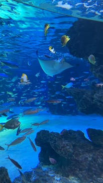 サンシャイン水族館に投稿された画像（2021/11/14）