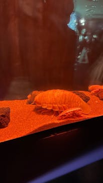 サンシャイン水族館に投稿された画像（2021/11/14）