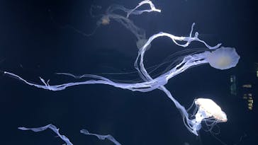 サンシャイン水族館に投稿された画像（2021/11/14）