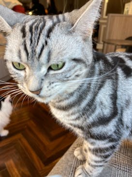 猫カフェモカ　渋谷センター街店に投稿された画像（2021/11/15）