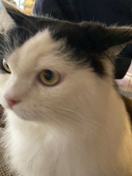 猫カフェモカ　渋谷センター街店に投稿された画像（2021/11/15）