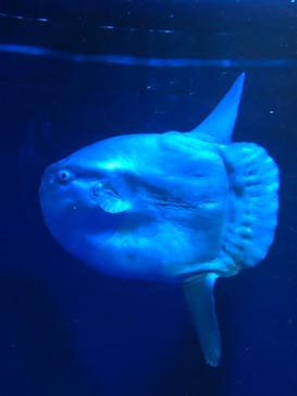 サンシャイン水族館に投稿された画像（2021/11/15）