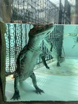 熱川バナナワニ園に投稿された画像（2021/11/15）