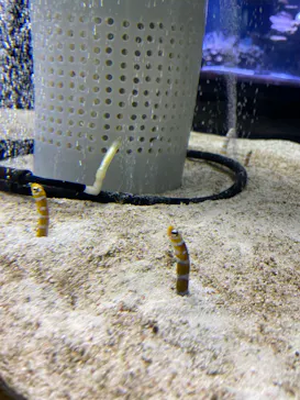 すみだ水族館に投稿された画像（2021/11/15）