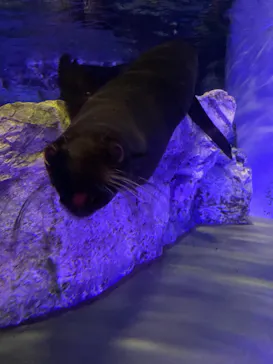 すみだ水族館に投稿された画像（2021/11/15）