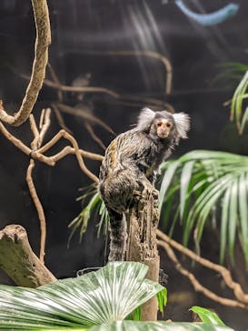 カワスイ 川崎⽔族館に投稿された画像（2021/11/15）