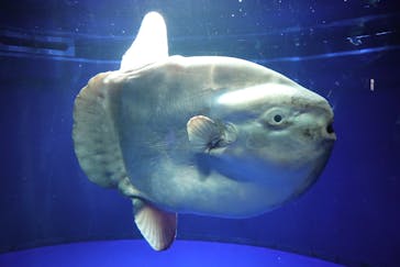 サンシャイン水族館に投稿された画像（2021/11/15）