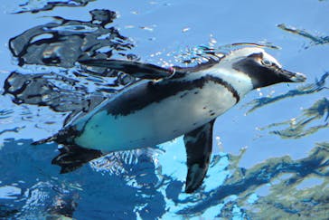 サンシャイン水族館に投稿された画像（2021/11/15）