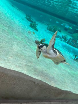 鴨川シーワールドに投稿された画像（2021/11/15）