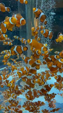 鴨川シーワールドに投稿された画像（2021/11/15）