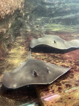 鴨川シーワールドに投稿された画像（2021/11/15）