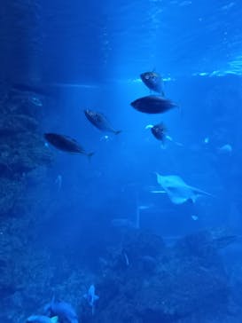 京都水族館に投稿された画像（2021/11/15）