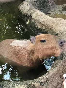 神戸どうぶつ王国に投稿された画像（2021/11/15）