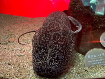 カワスイ 川崎⽔族館に投稿された画像（2021/11/15）