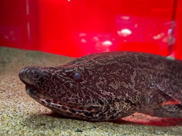 カワスイ 川崎⽔族館に投稿された画像（2021/11/15）