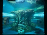 しながわ水族館に投稿された画像（2021/11/15）