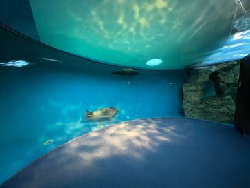 しながわ水族館に投稿された画像（2021/11/15）