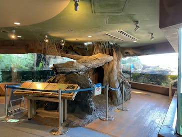 しながわ水族館に投稿された画像（2021/11/15）