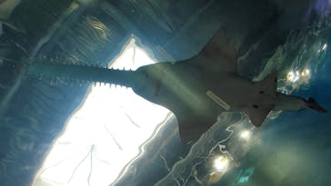 マクセル アクアパーク品川に投稿された画像（2021/11/15）