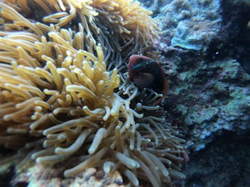 武藤潜水に投稿された画像（2021/11/15）