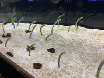 すみだ水族館に投稿された画像（2021/11/15）