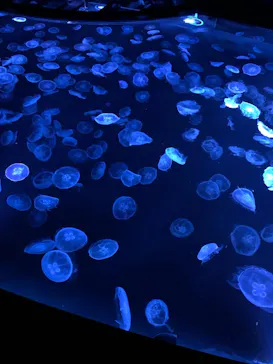 すみだ水族館に投稿された画像（2021/11/15）