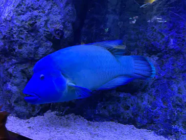 すみだ水族館に投稿された画像（2021/11/15）