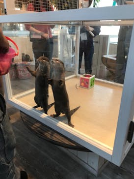 カワウソカフェHARRY原宿テラス店に投稿された画像（2021/11/15）