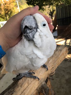 しろとり動物園に投稿された画像（2021/11/15）