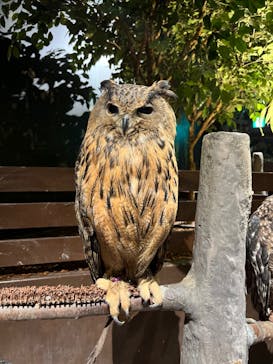 Moff animal world MARK IS みなとみらい店に投稿された画像（2021/11/15）